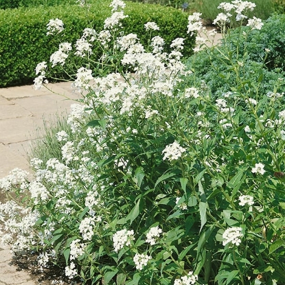 Picture of Sweet Rocket - White